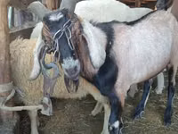 Ram, Lacaune sheep — photo 3