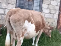 母牛, Red-spotted breed — 照片 4