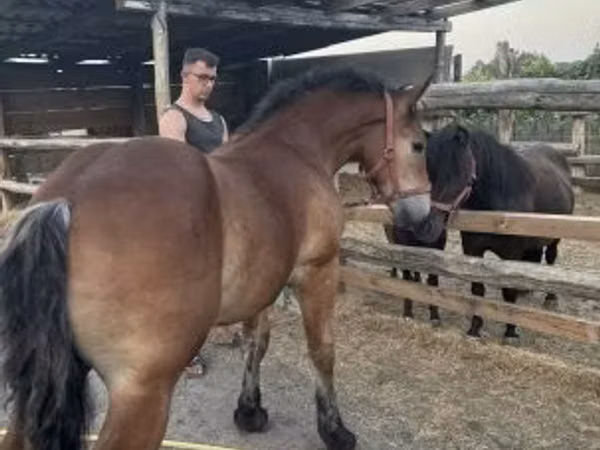 Horse (M), Horses