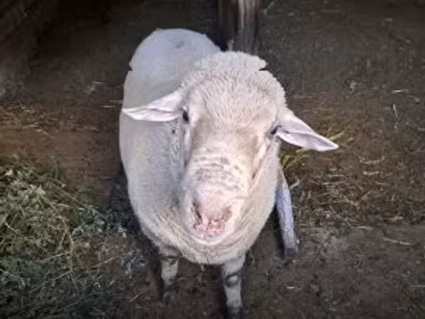 Wad, Merino sheep