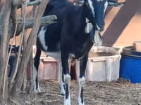 عنزة, Toggenburg goat — الصورة 3
