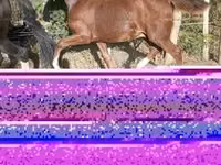 Faras, Dutch warmblood horse — sawirka 2
