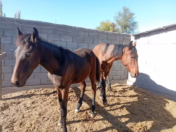Yegua, Caballos