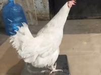 莫斯科黑 — 照片 5