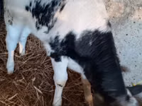 母牛, Cattle — 照片 1