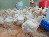 Chickens — फ़ोटो 3