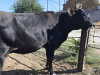 Cow, Holstein breed — photo 3