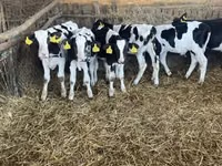 Toro, Russian Black pied cattle — foto 8