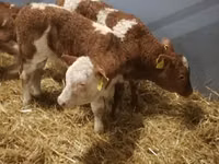 Cattle (batch, sex not specified), Simmental cattle — photo 5