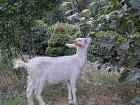 बकरा, बकरियाँ — फ़ोटो 2