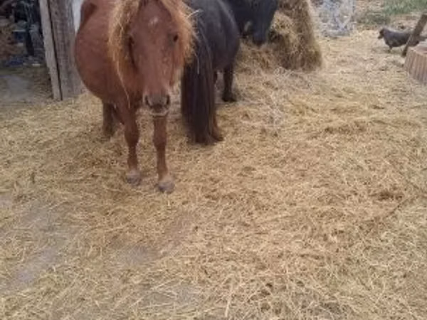 Faras, Horses