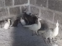 Weiß — Foto 1