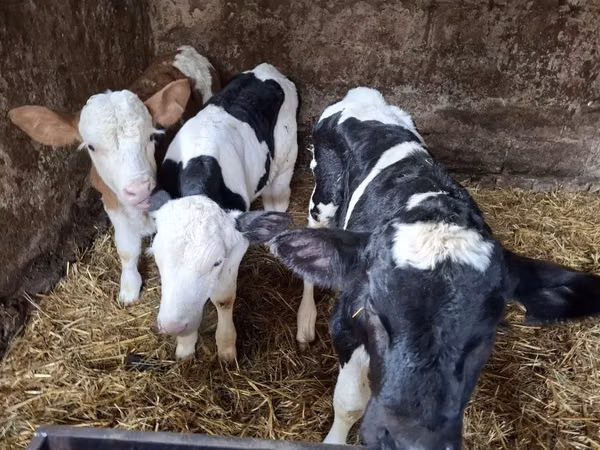 Ng'ombe dume, Russian Black pied cattle