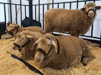 母羊, Kuibyshev sheep — 照片 3