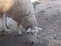 母羊, Sheep — 照片 2