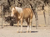 Hengst, Quarter Horse — Foto 5