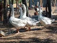Geese — फ़ोटो 3