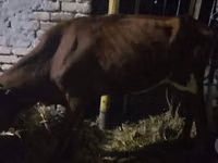 牛只（批次，未指定性别）, Cattle — 照片 3