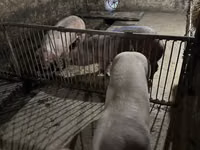 公猪, Pigs — 照片 3