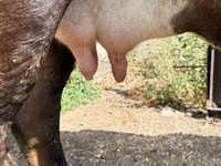 Cow, Cattle — photo 7