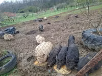 Schweine (Partie, Geschlecht nicht angegeben) — Foto 8