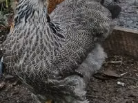 Brahma — photo 2