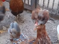 Chickens — फ़ोटो 3