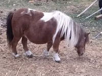 Faras dhaddig, Miniature horse — sawirka 1