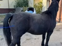 Yegua, Caballos — foto 1