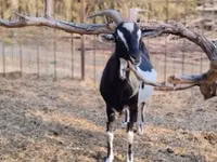عنزة, Toggenburg goat — الصورة 5