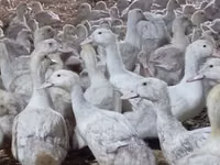 Ducks — Foto 8