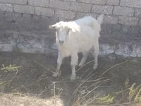 Mbuzi jike, Mbuzi — picha 1