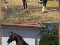 حصان, Dutch warmblood horse — الصورة 1