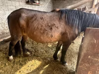 Faras dhaddig, Horse breed — sawirka 2