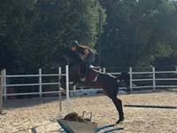 母马, Friesian sport horse — 照片 2