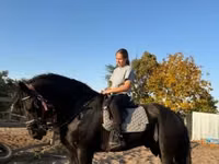 Hengst, Friesian — Foto 2