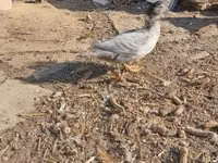 Ducks — sawirka 3