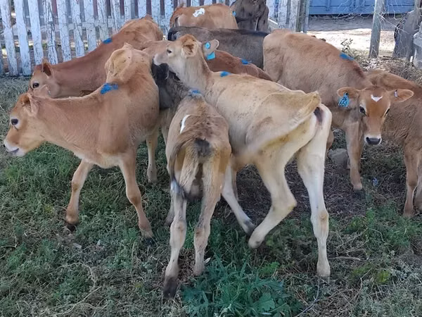 Cow, Jersey breed