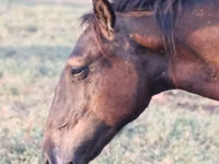 Конь, Владимирский тяжеловоз — фото 2