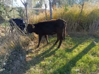 Cow, Cattle — photo 2