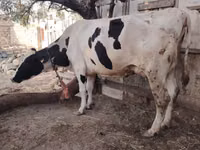 गाय, गोलस्टीन नस्ल — फ़ोटो 4