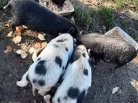 Boar — photo 4