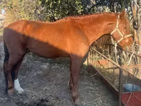 公马, Horses — 照片 1