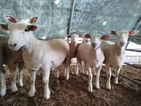 Ido, Ile-de-France sheep — sawirka 2