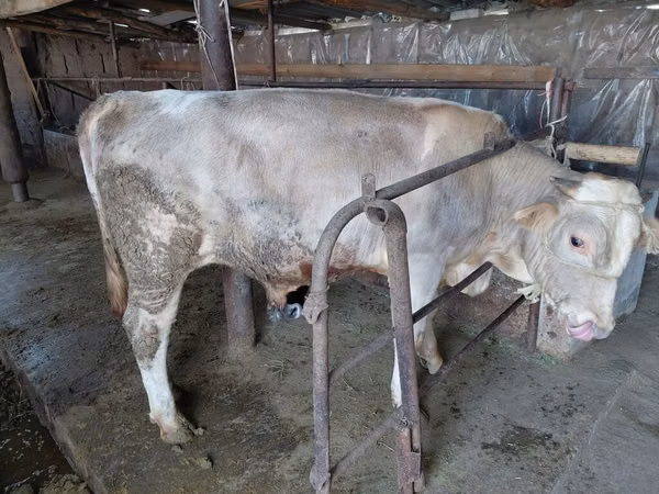 सांड, लाल बिना सींग वाली गाय
