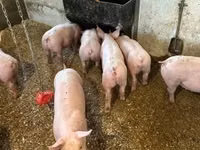 Boar — photo 4