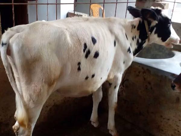 بقرة, Russian Black pied cattle