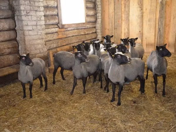 公羊, Romanov sheep
