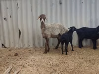 Oveja, Arashan sheep — foto 2
