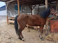 Yegua, Caballos — foto 2